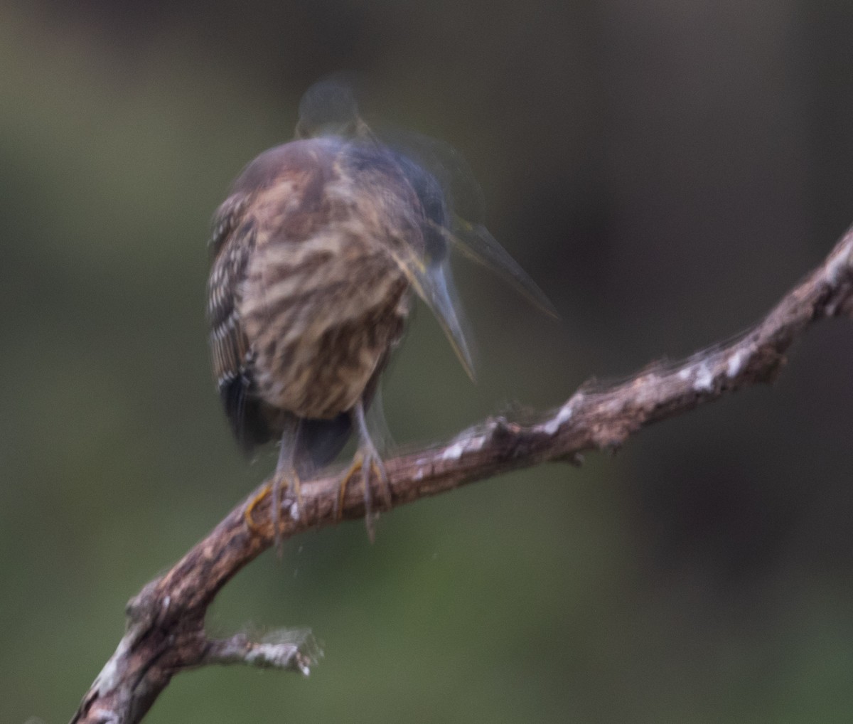 Little Heron - ML636783422