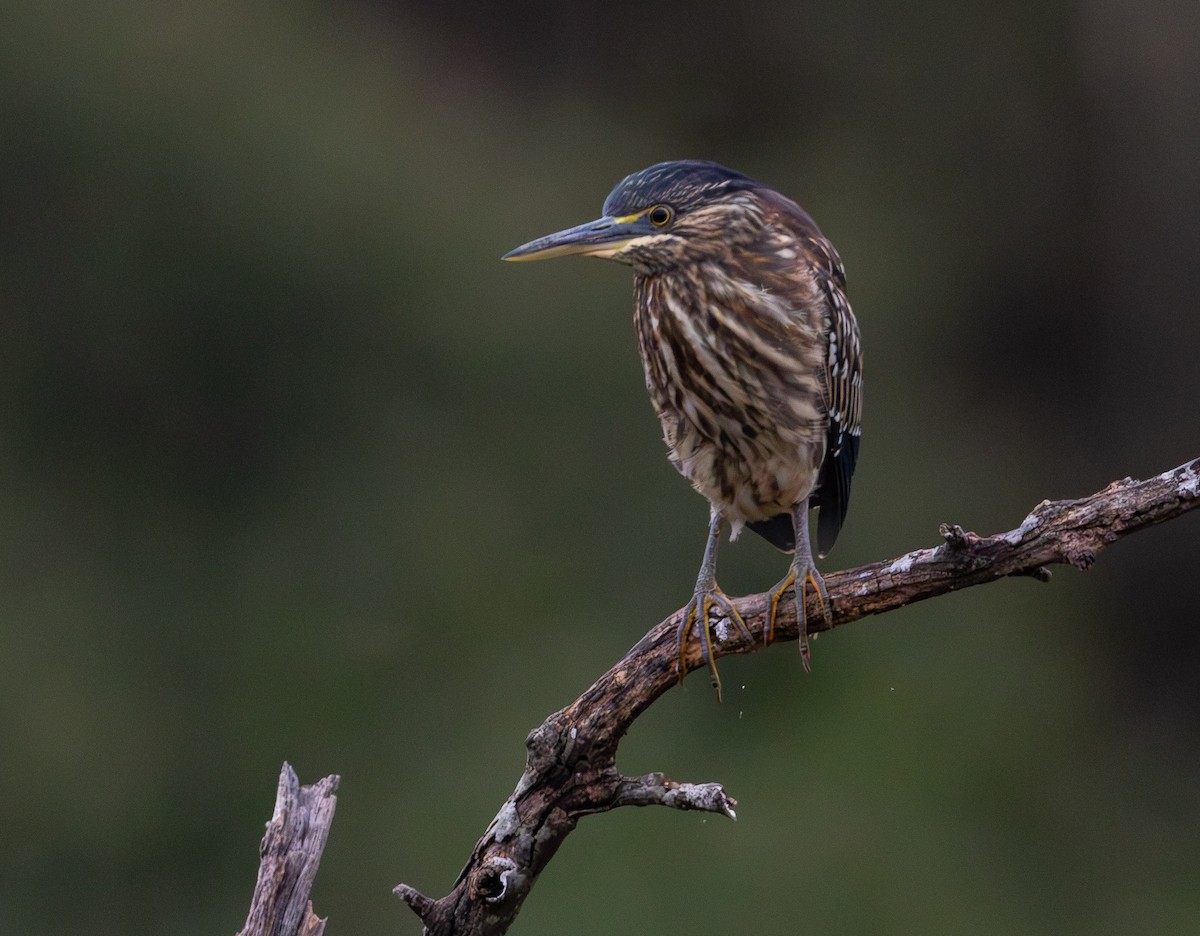 Little Heron - ML636783423