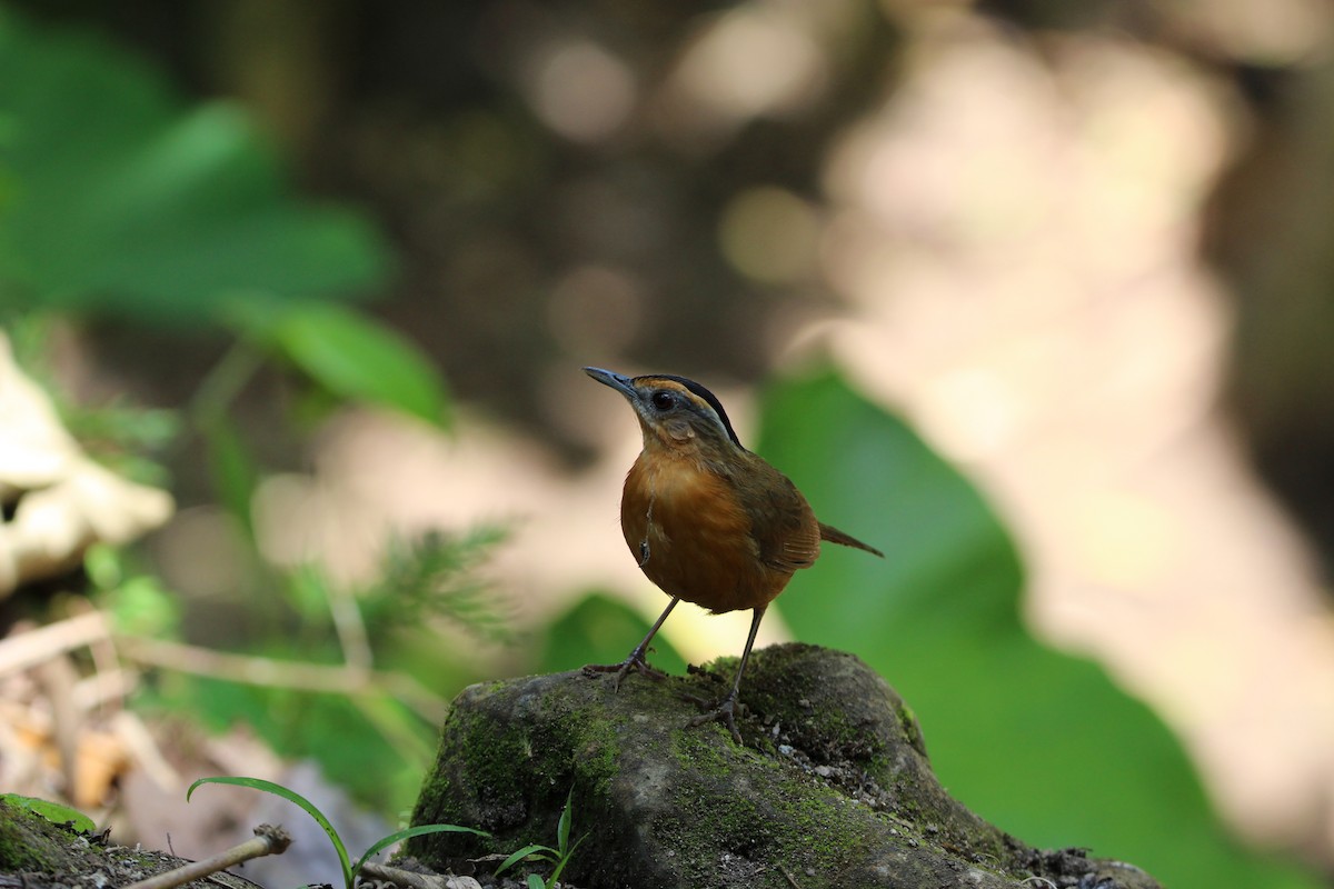 Javan Black-capped Babbler - ML636783482