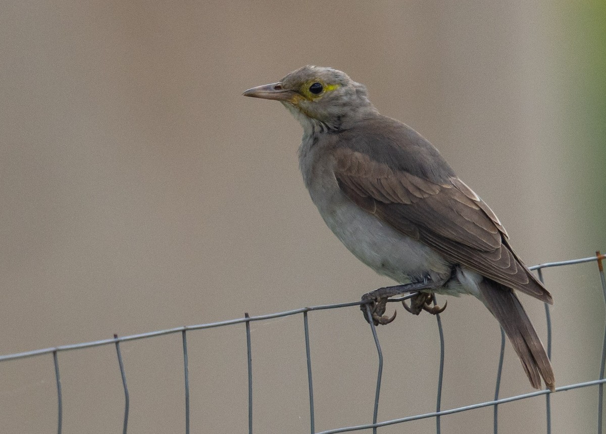 Wattled Starling - ML636783486