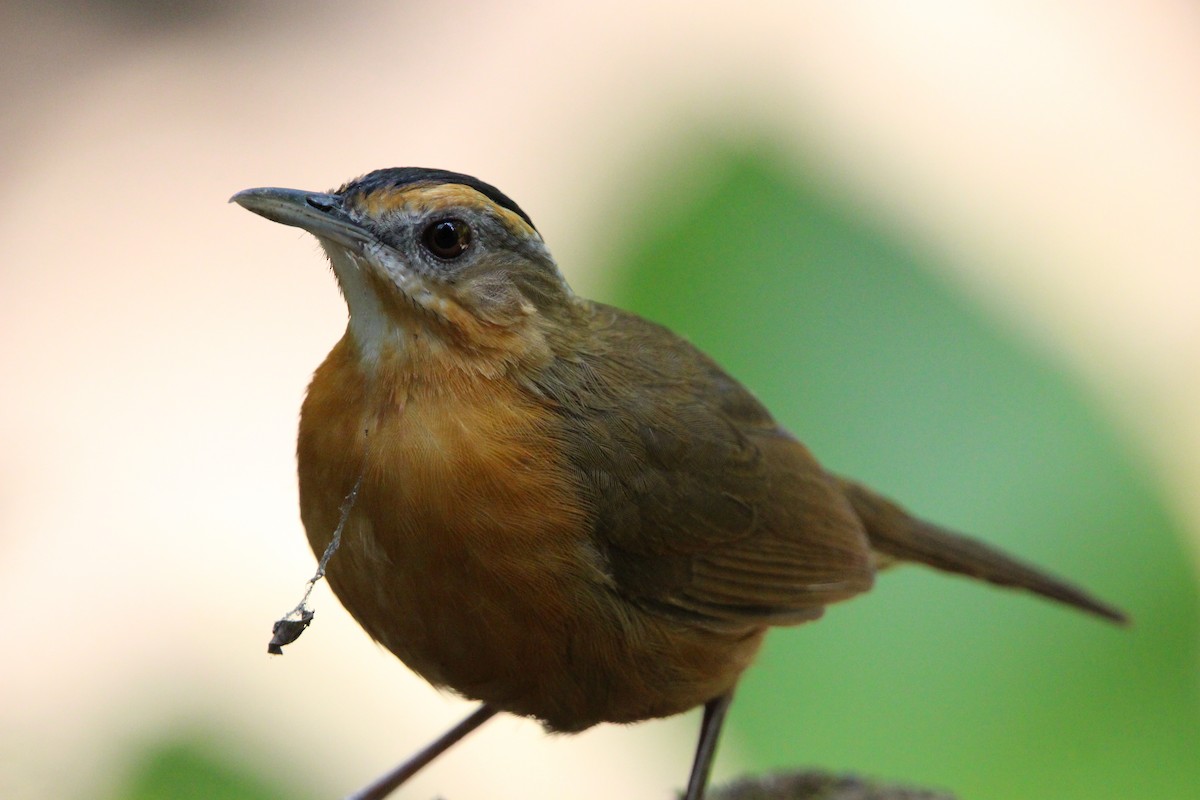 Javan Black-capped Babbler - ML636783502