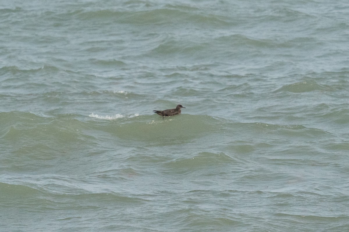 Sooty Shearwater - ML636783548