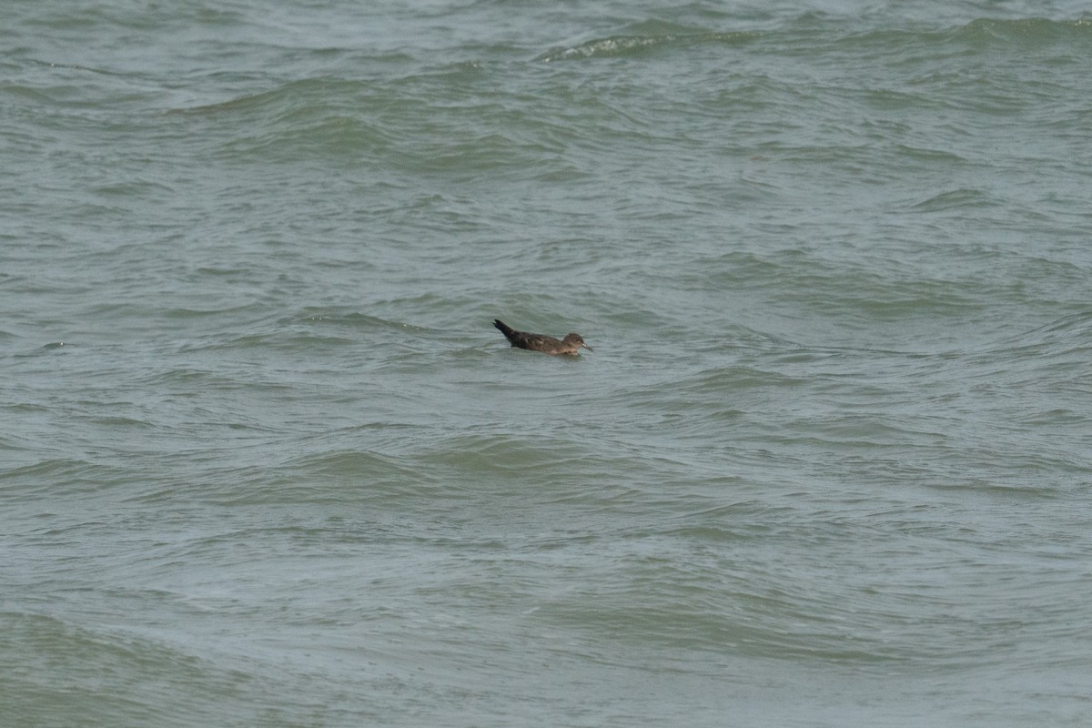 Sooty Shearwater - ML636783549