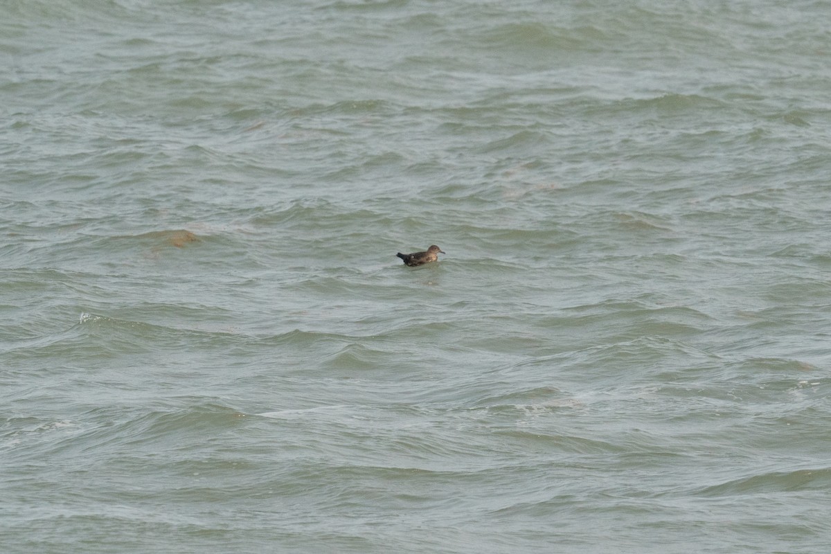 Sooty Shearwater - ML636783550