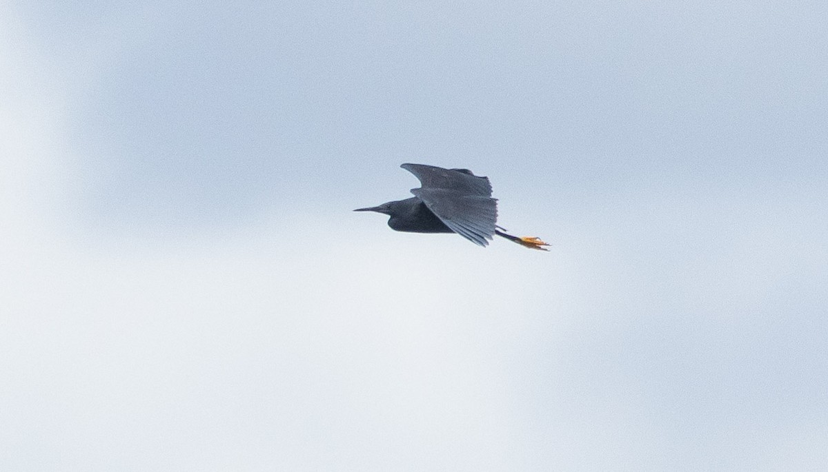 Black Heron - ML636783558
