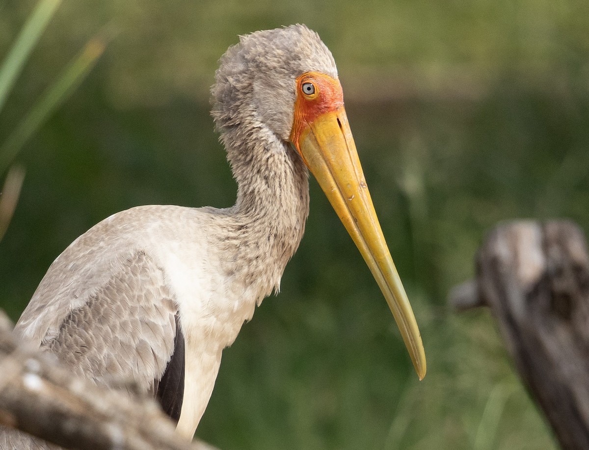 Tantale ibis - ML636783569