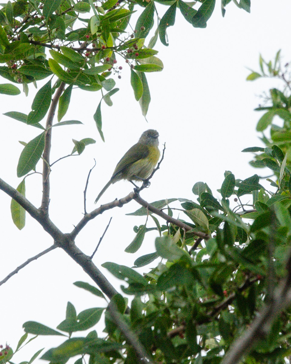 Lemon-chested Greenlet - ML636783593