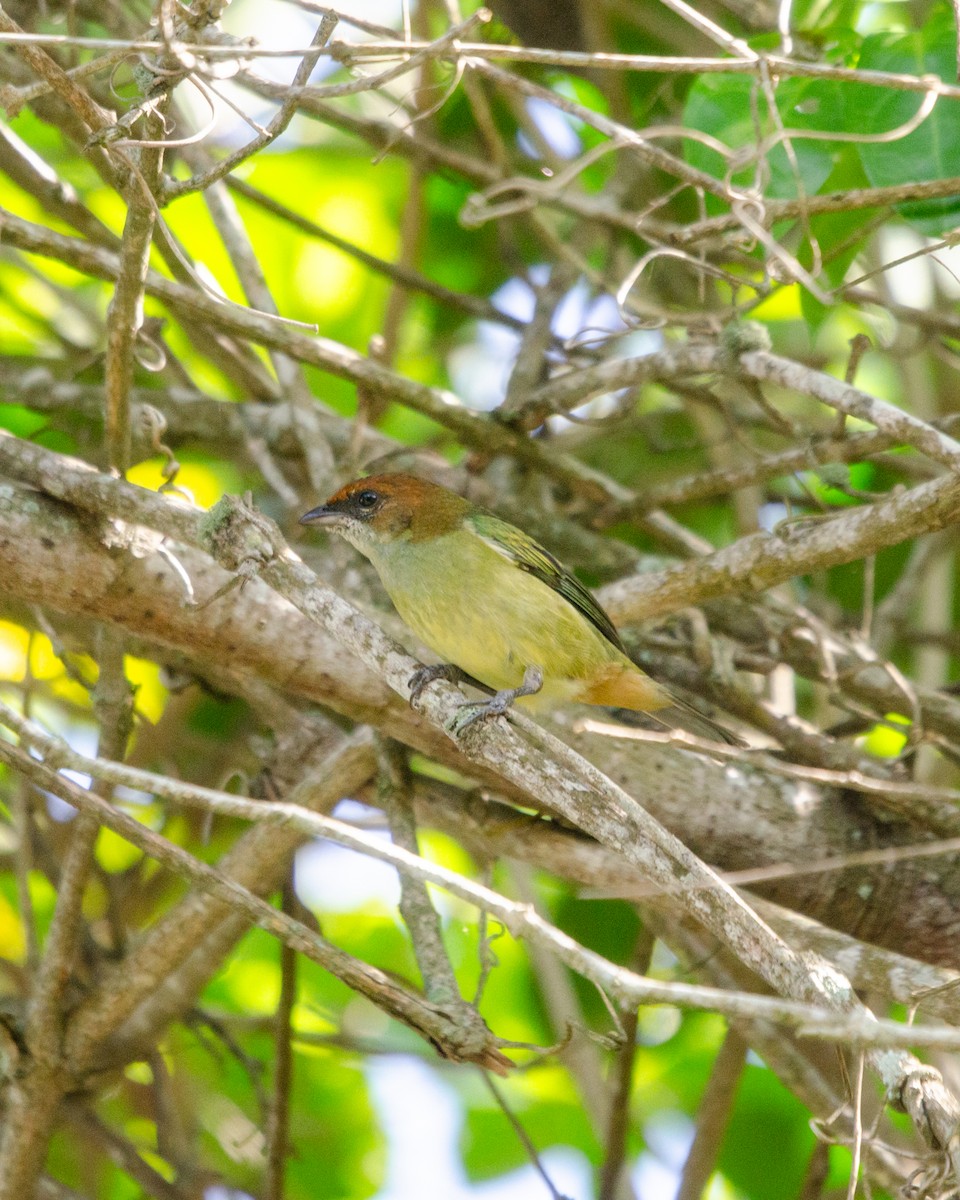 Black-backed Tanager - ML636783664