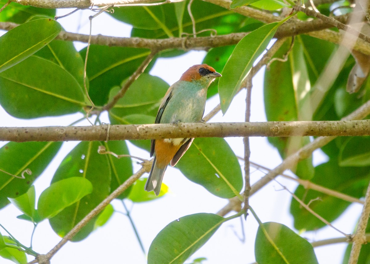 Black-backed Tanager - ML636783665
