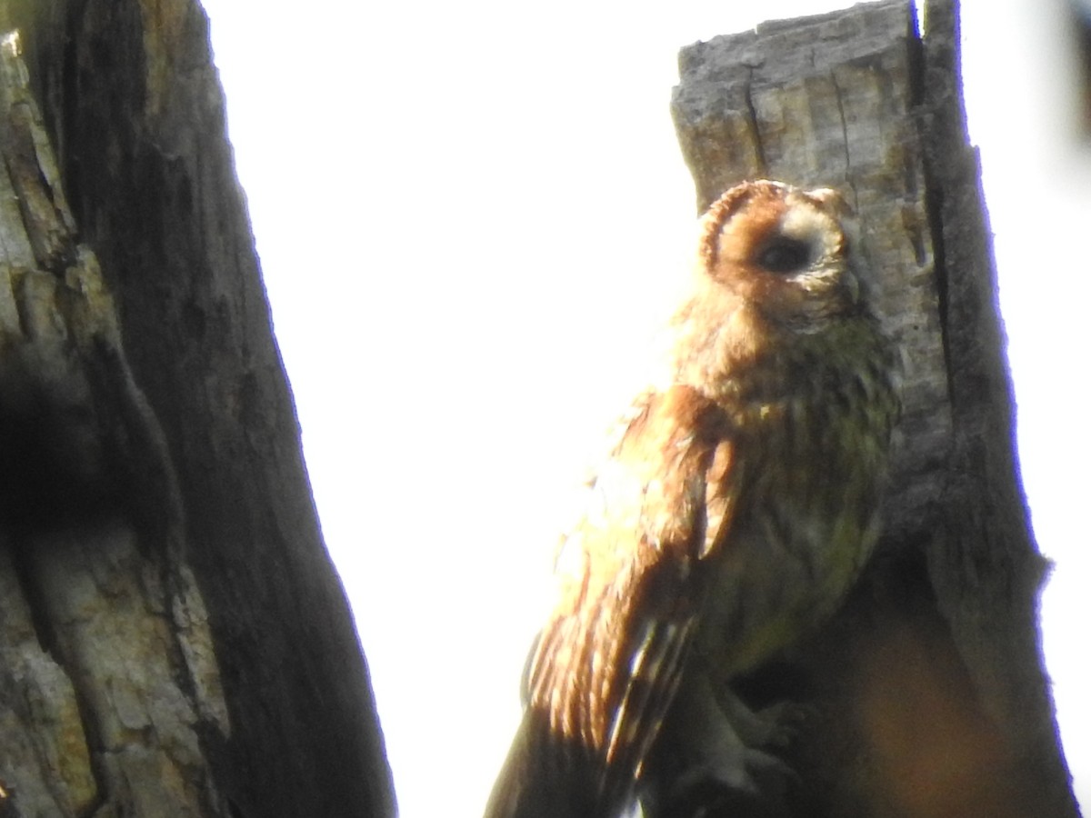 לילית מצויה - ML636783686