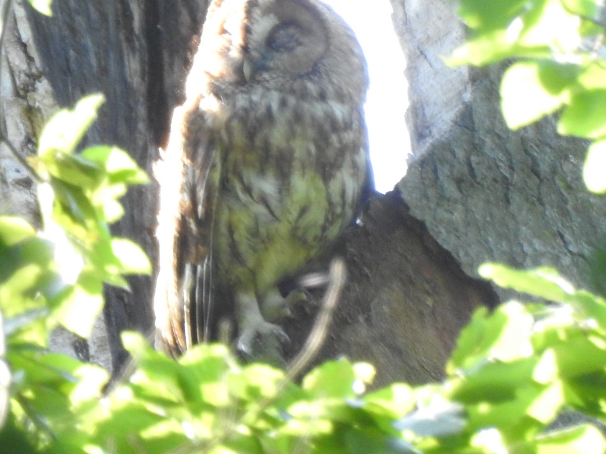 לילית מצויה - ML636783687