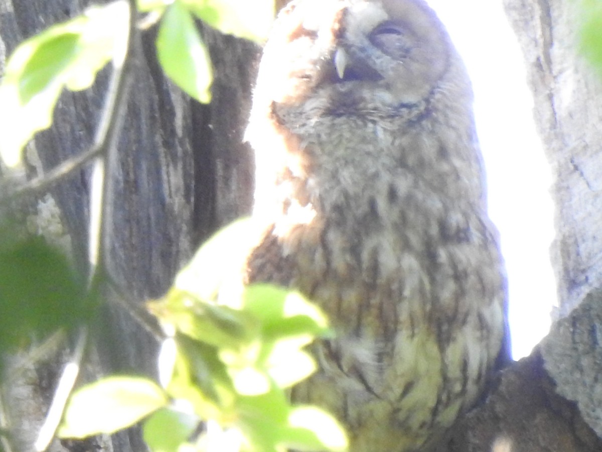 לילית מצויה - ML636783689