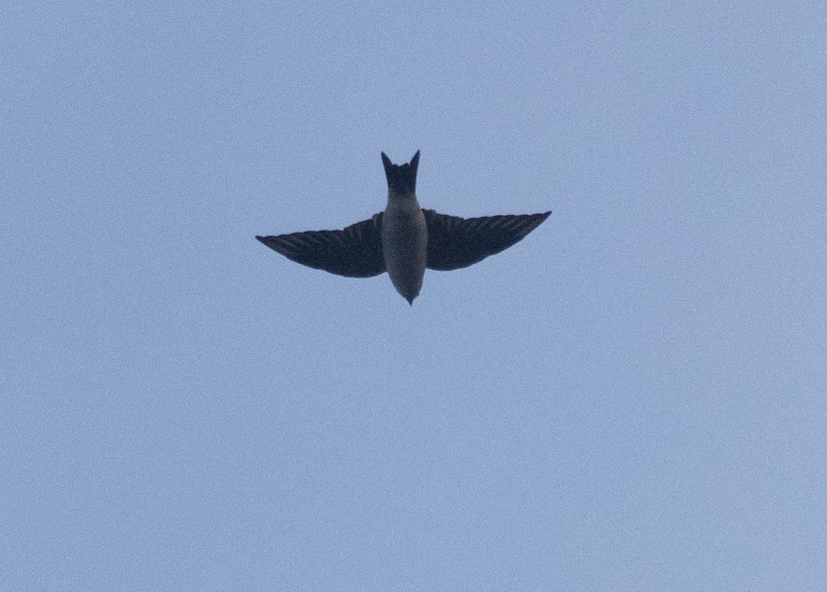 Hirondelle de fenêtre - ML636783726