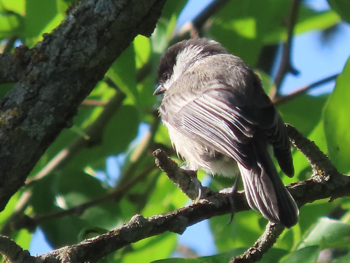 Black-capped Chickadee - ML636783798