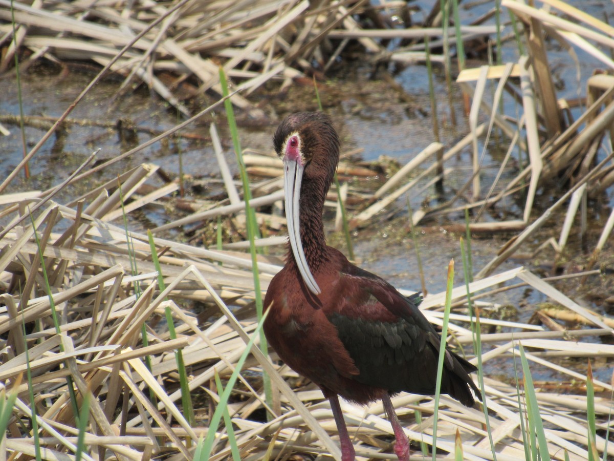White-faced Ibis - ML636783891