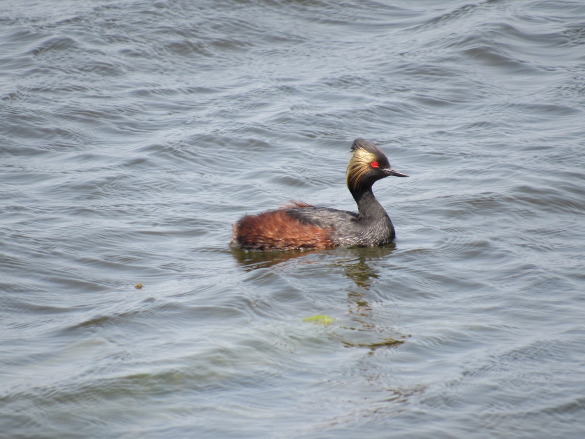 Eared Grebe - ML636783969