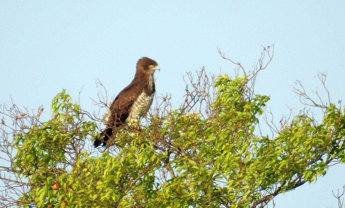 Beaudouin's Snake-Eagle - ML636784009
