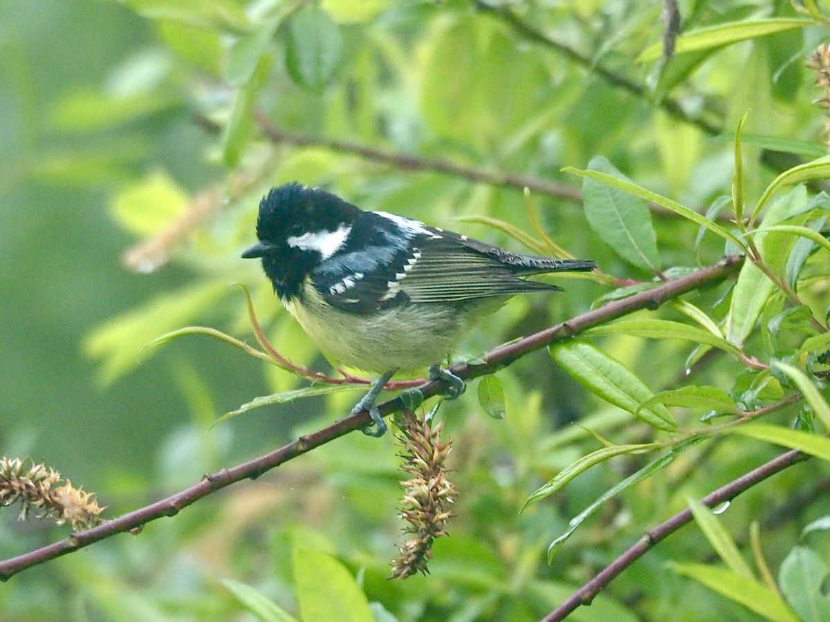 Mésange gracieuse - ML636784013