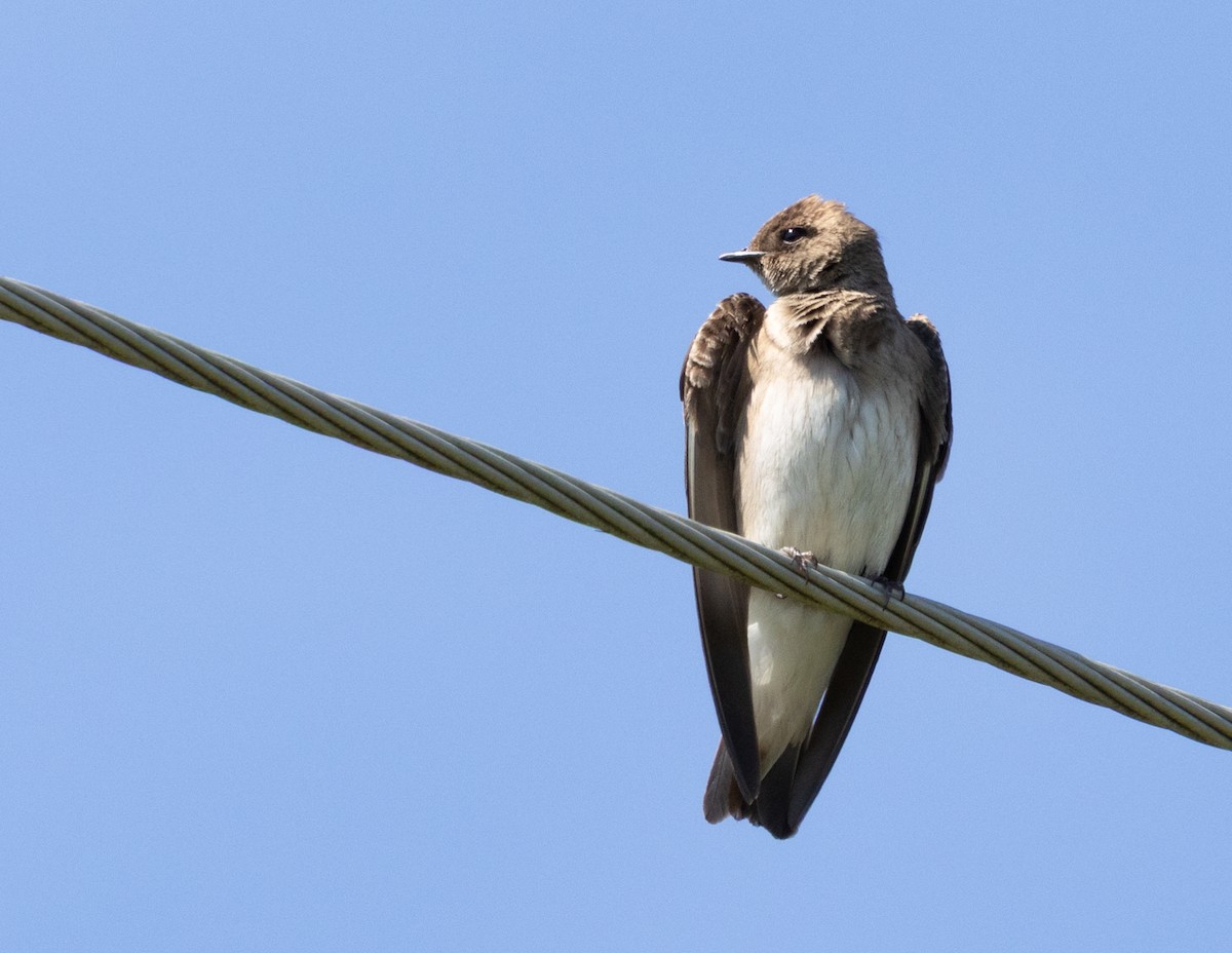 Northern Rough-winged Swallow - ML636784040