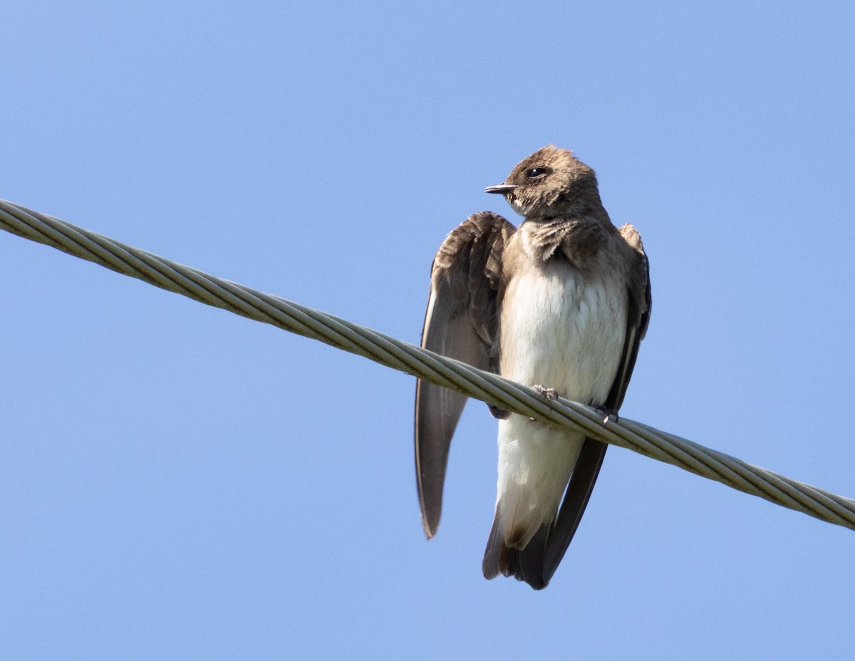 Northern Rough-winged Swallow - ML636784041