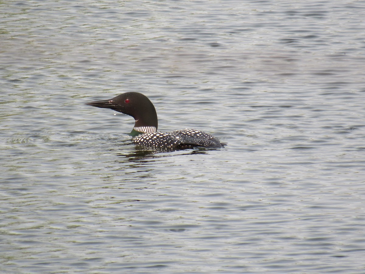 Common Loon - ML636784066