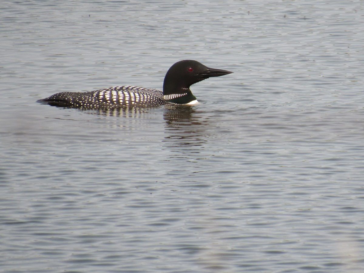 Common Loon - ML636784069