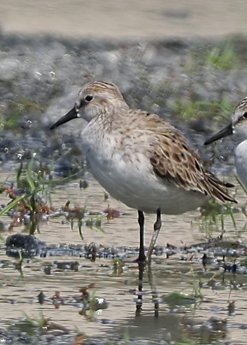 Semipalmated Sandpiper - ML636784088