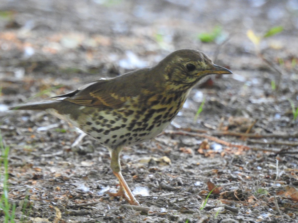 קיכלי רונן - ML636784101