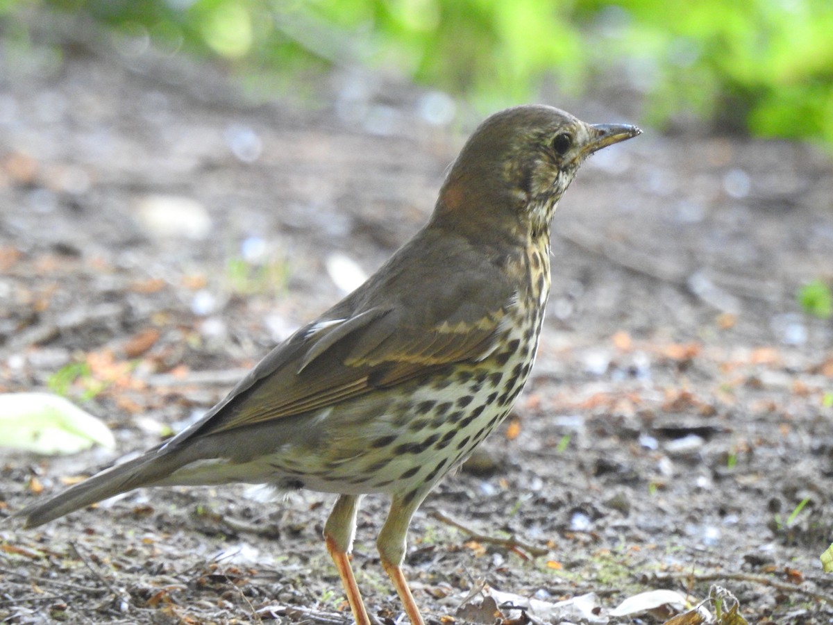 קיכלי רונן - ML636784102