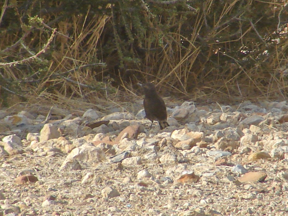Mountain Chat - ML636784146