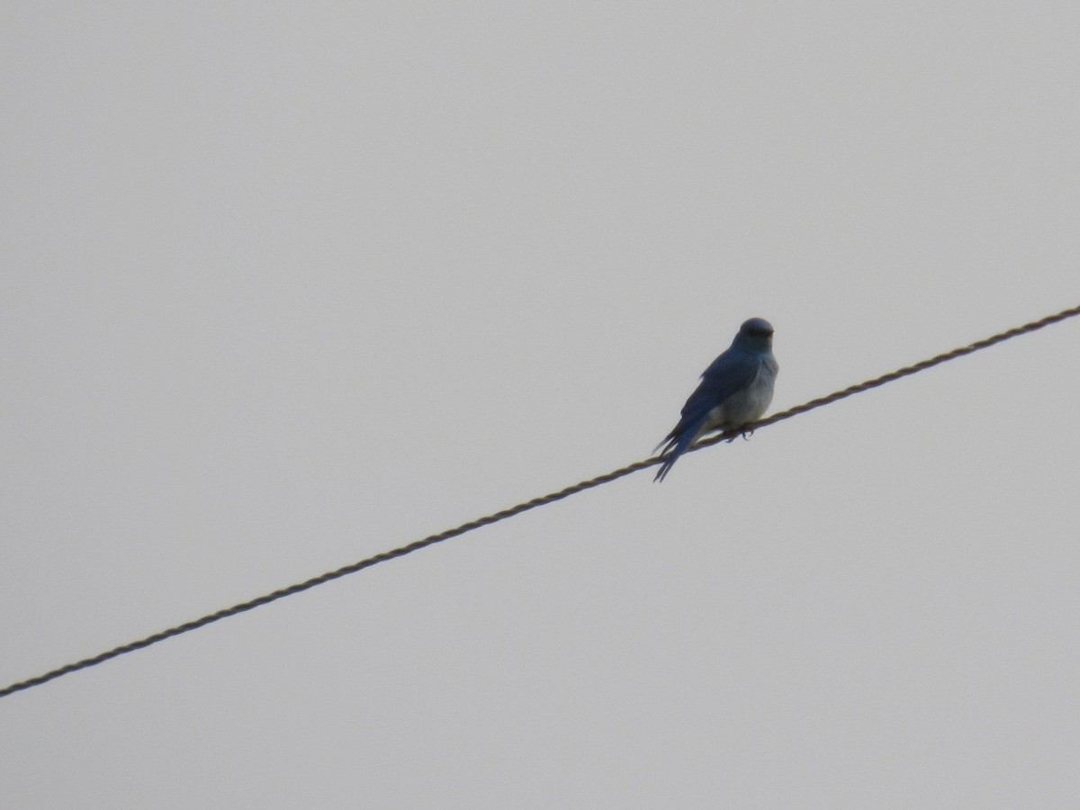 Mountain Bluebird - ML636784153