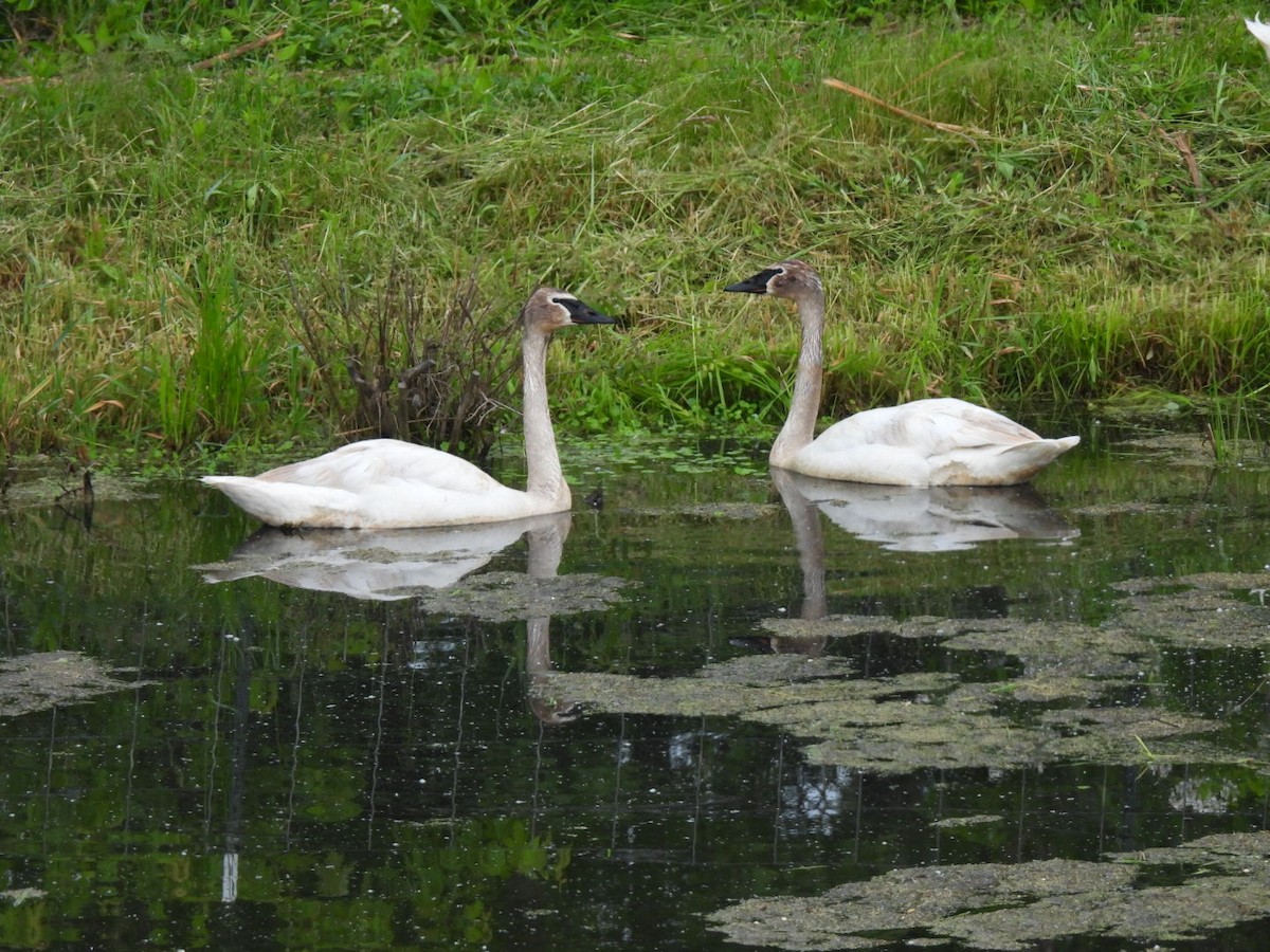 labuť trubač - ML636784201