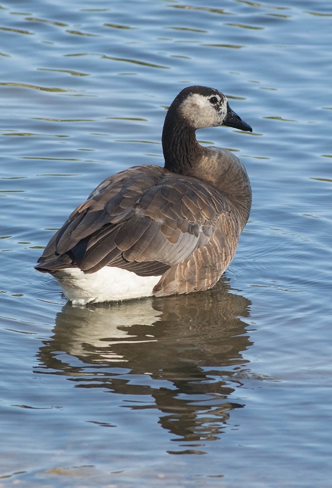 Domestic goose sp. x Canada Goose (hybrid) - ML63678421