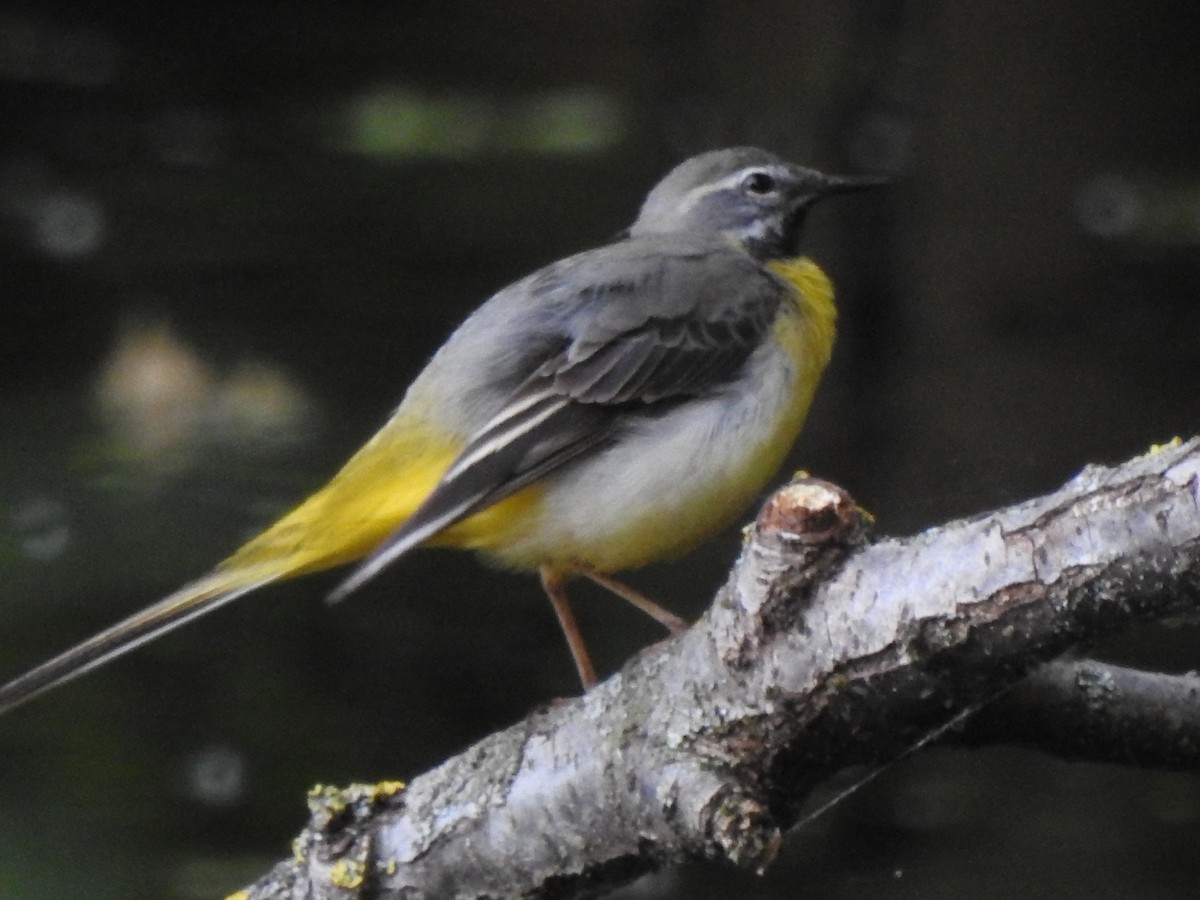 נחליאלי זנבתן - ML636784305