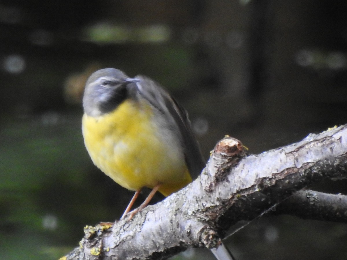נחליאלי זנבתן - ML636784306