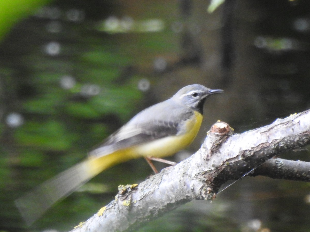 נחליאלי זנבתן - ML636784307