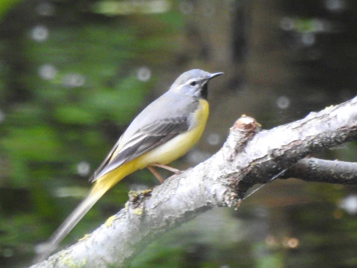 נחליאלי זנבתן - ML636784308