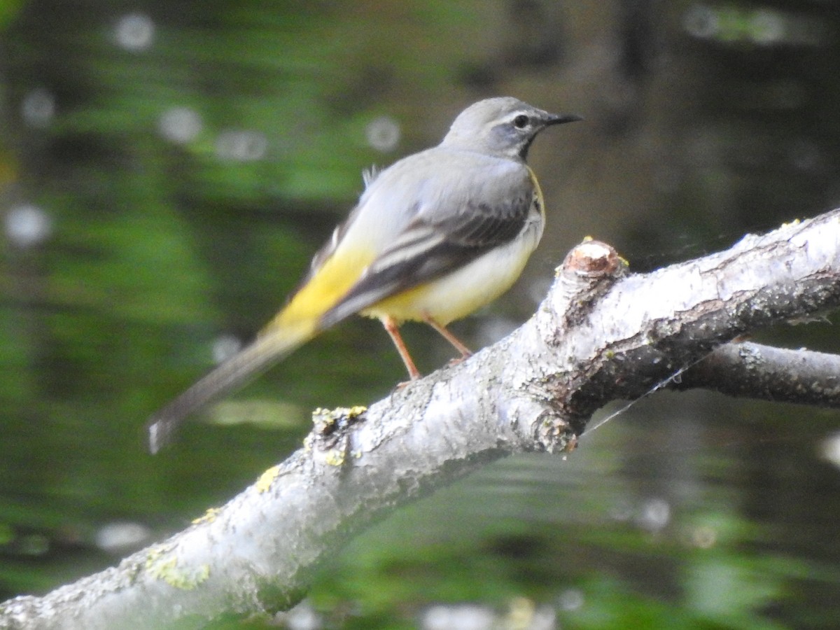 נחליאלי זנבתן - ML636784309