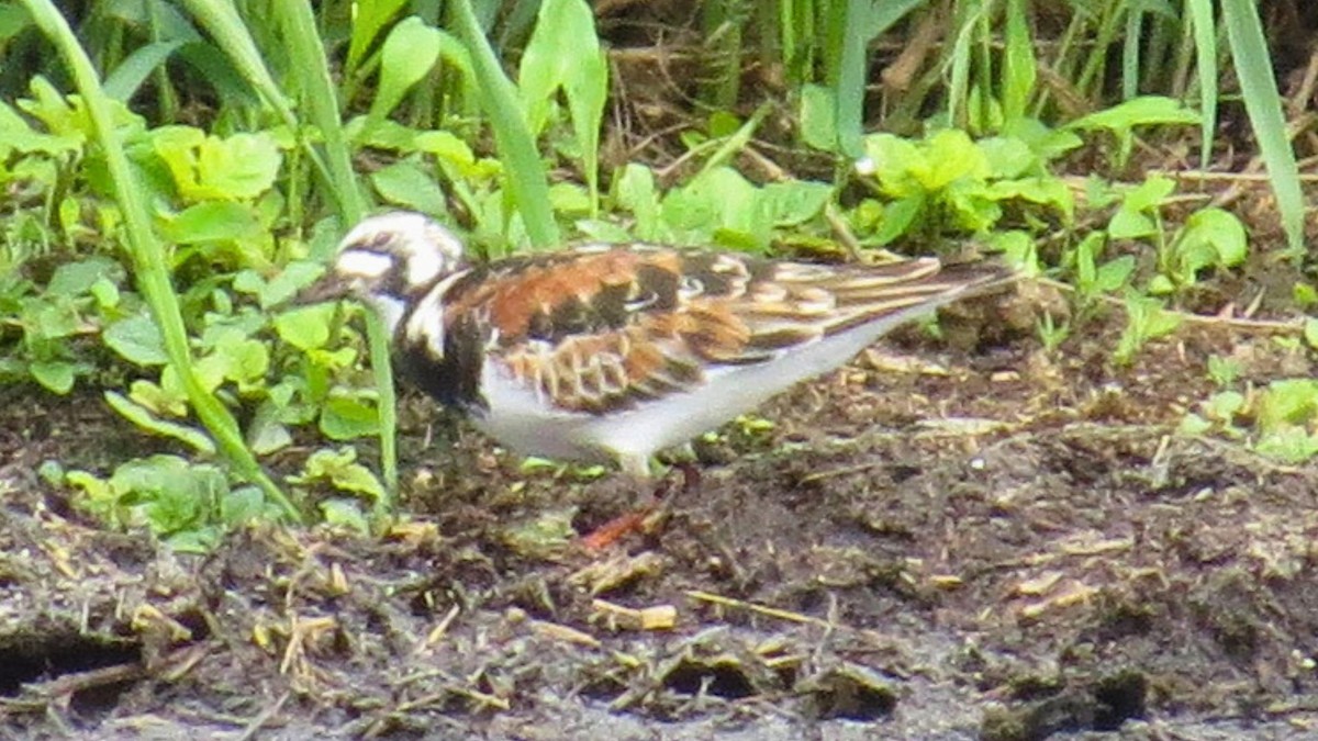 Ruddy Turnstone - ML636784353