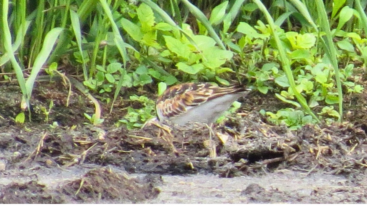 Ruddy Turnstone - ML636784356