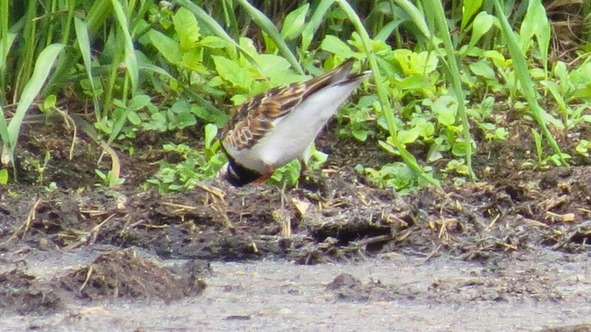 Ruddy Turnstone - ML636784361