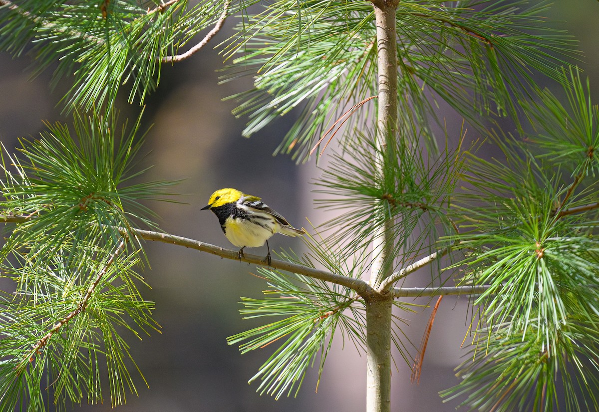 Black-throated Green Warbler - ML636784363