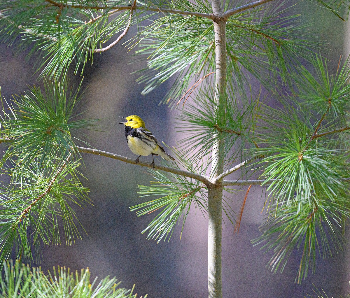 Black-throated Green Warbler - ML636784364