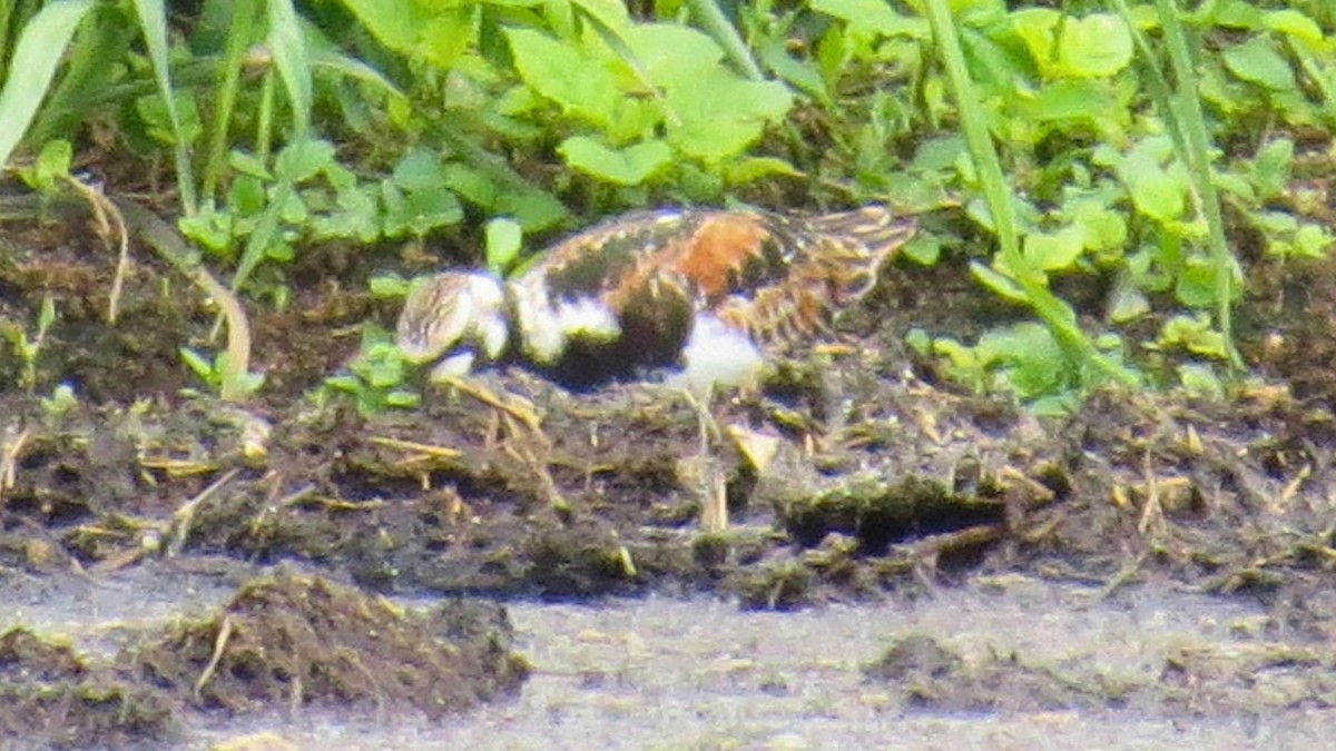 Ruddy Turnstone - ML636784365