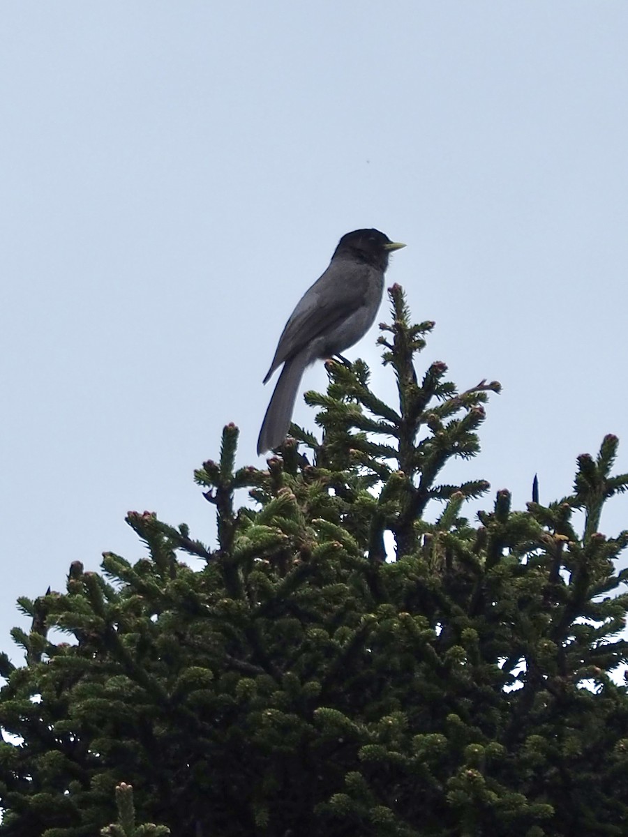Sichuan Jay - ML636784380