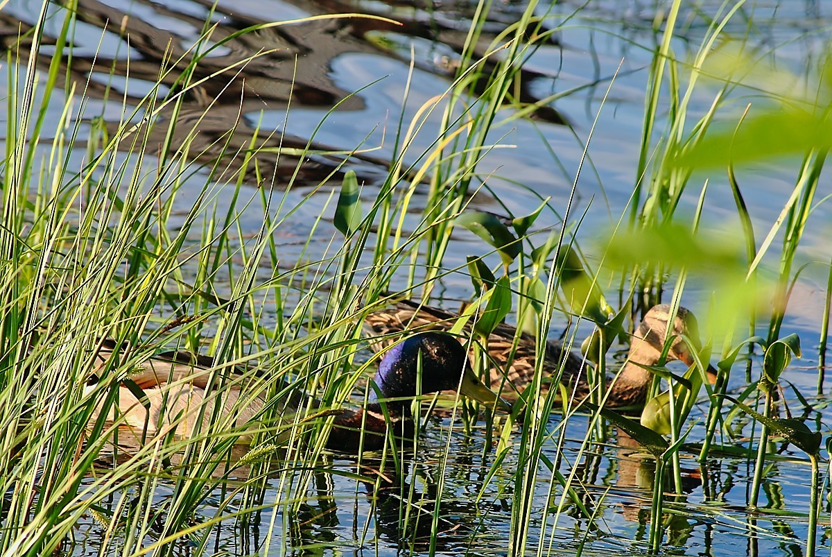 Mallard - ML636784399