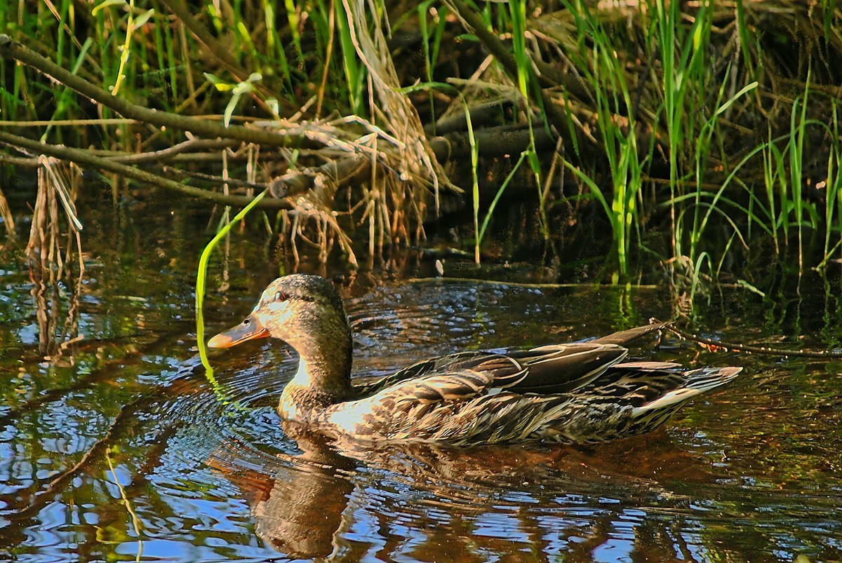 Mallard - ML636784401