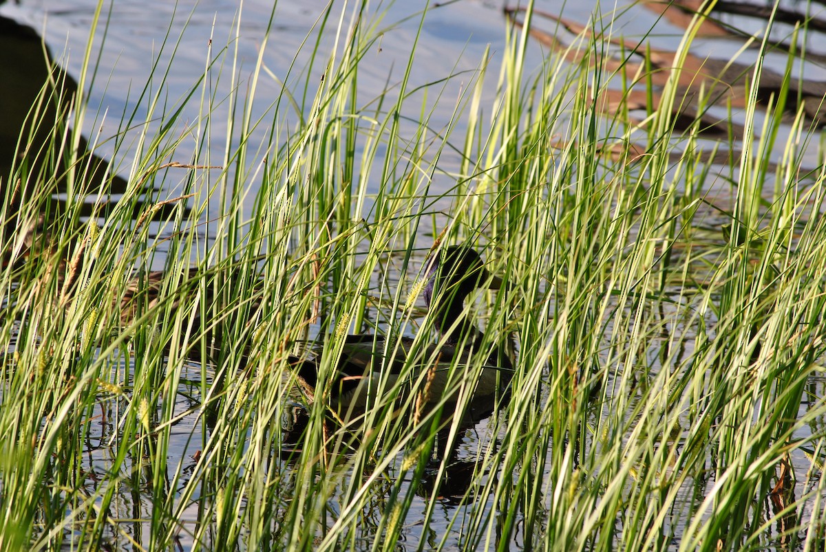 Mallard - ML636784405