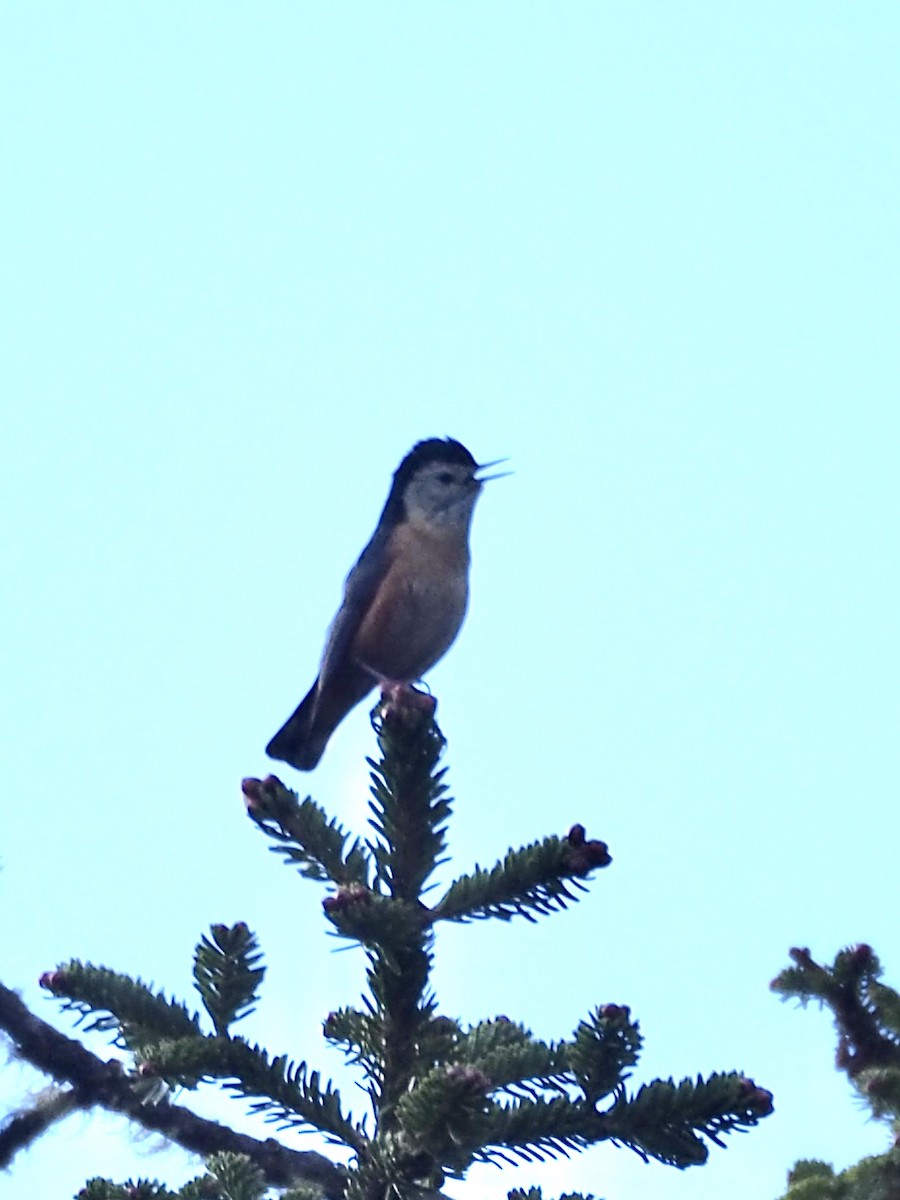 Przevalski's Nuthatch - ML636784407