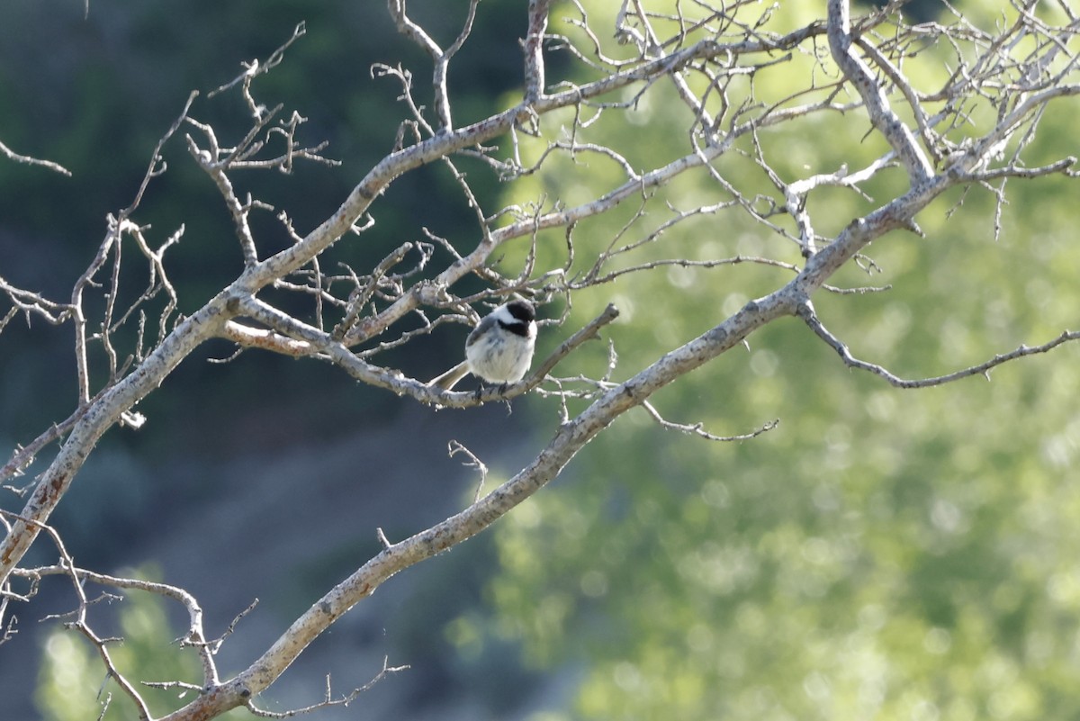 Black-capped Chickadee - ML636784430